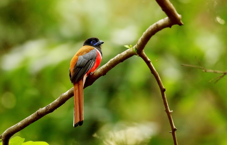 Birding Workshop